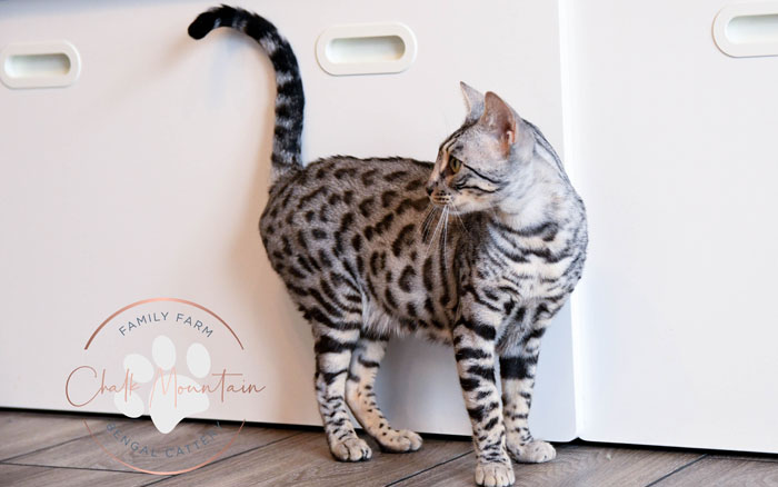 United States Best Bengal Breeder
